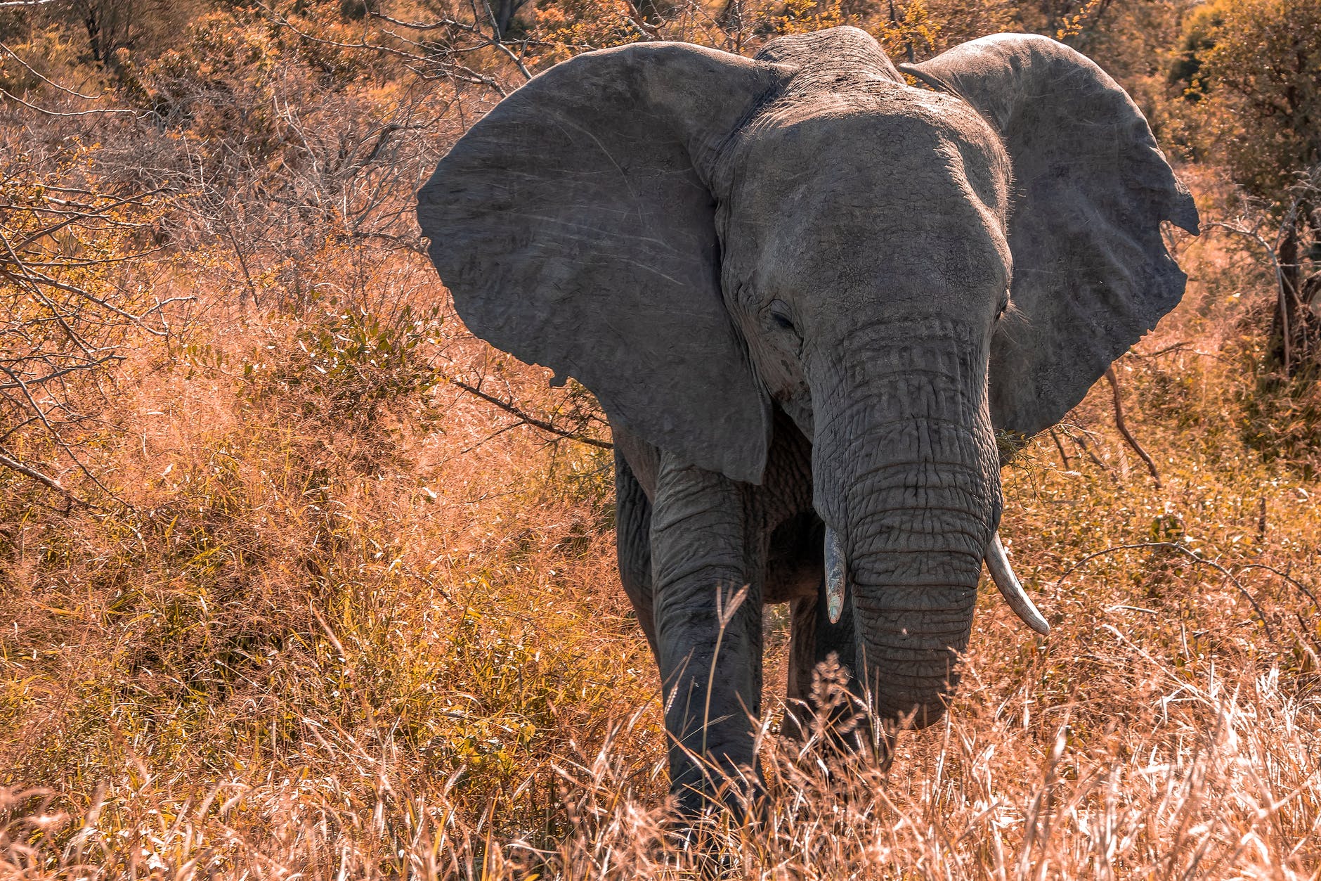 elephant near plants and trees