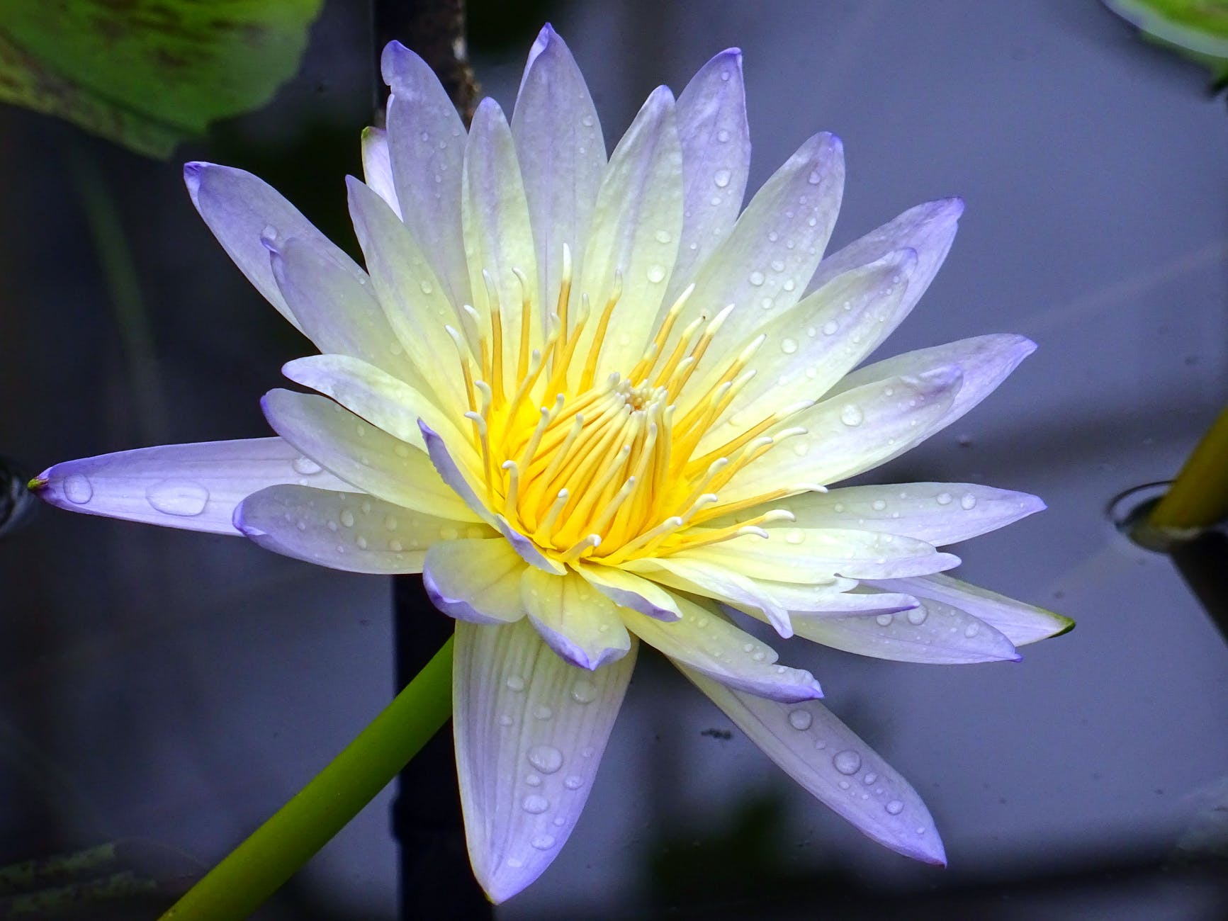 aquatic aquatic plant beautiful bloom