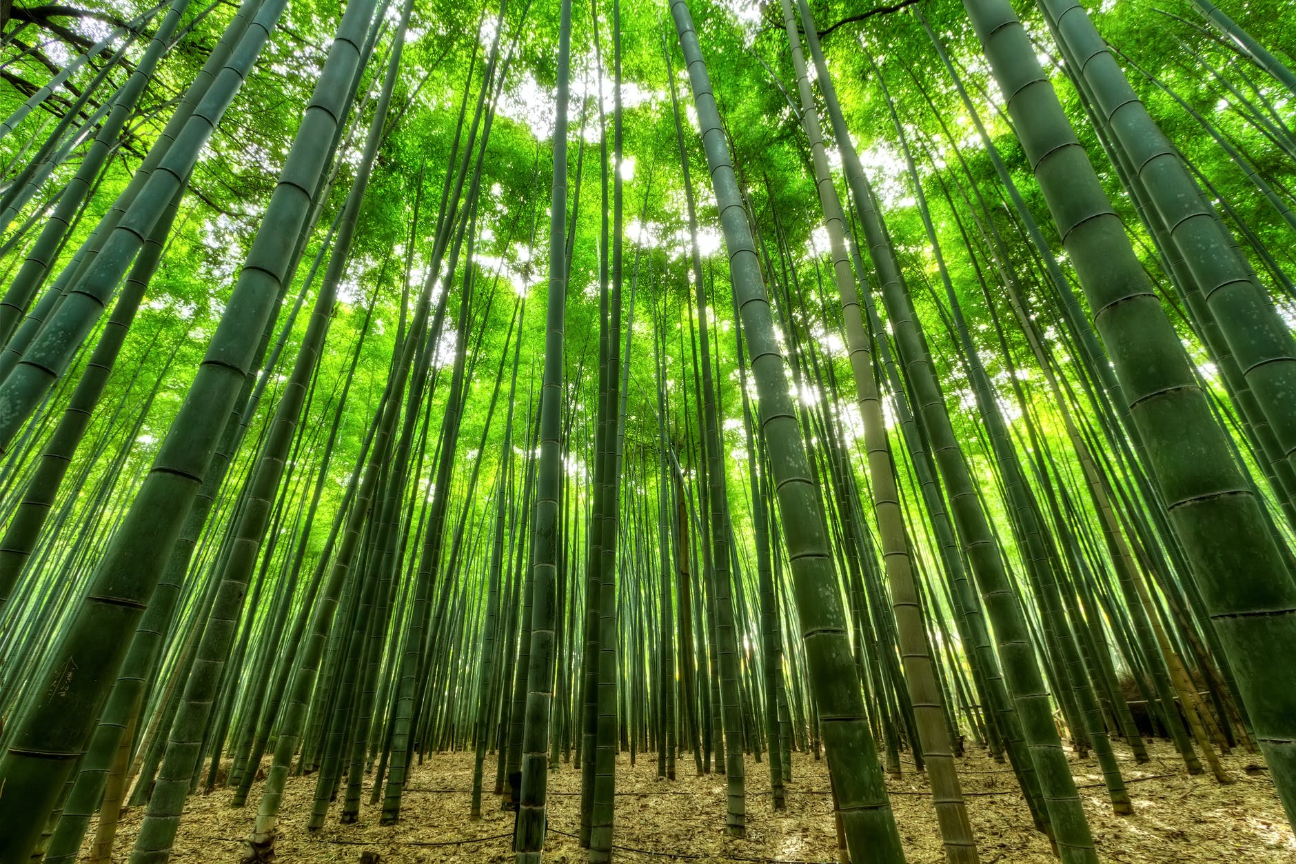 nature dust bamboo green