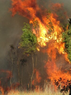 blazing fire in the forest